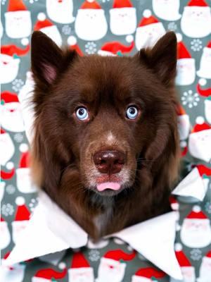 I love how these turned out 😂 . . #dogtrend #trendingdogvideos #christmas #christmasdog #redhusky #siberianhuskies #huskysoftiktok #foryou #viraldogs #viraldogvideos 