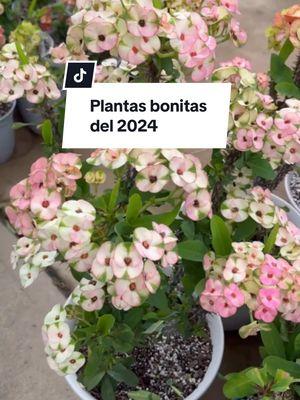 Plantas muy bonitas de este 2024 . . #plantasdeinterior #suculents #ivetsuculentasymas #coronasdecristo 