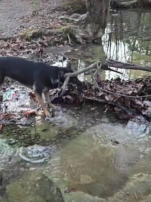 Laila loves a good stick and when she finds the right 1,she carries it for miles. the WHOLE DAG HIKE. MILES #dogloversfeed #dogppl #petownerlife #lifewithdogs #rescuedogs #hikingwithdogs #hikingpartner #physicalexercisefordogs #mentalexercisefordogs #dogsneedjobs 