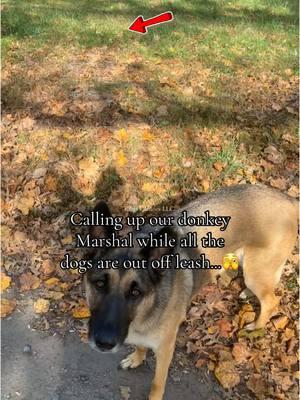 What do you think? (Answer at the end!) No downstays- no commands given to any of the dogs! Whoop whoop! #kikiscaninesllc #kikisk9s #kikisk9 