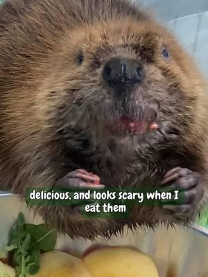 A little throwback to when Bo had both of her eyes, and her and Arrow were still friends. She still loves her sweet potatoes.🍠.  #wildliferehab #wildliferehabilitation #wildliferescue #beaver #bothebeaver 