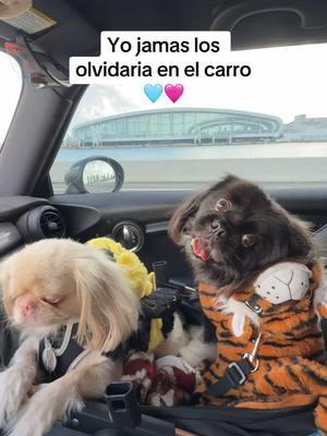 I don't know what a person could have in their head to forget their dog in the car.🤔 #pekingese #pekingeseoftiktok #pekingesepuppy #dog #dogsoftiktok #happylife #doglover #dogmom 