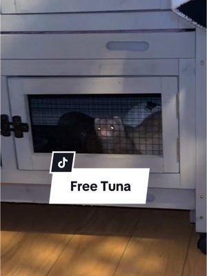 #FreeTuna #tuna#tunahaul#ferret#ferretsoftiktok#ferrettok#pets#fyp#foryou#foryoupage#animaltok#dogtok#cattok#babytok#toddler#momtok#momlife#dogsoftiktok#funnyanimals#funnypets#animalvoiceovers#voiceover#southerngirl#PetsOfTikTok#zoo#Home#house#clothes#wildlife#wildliferehab#georgia#southgeorgia #baby#toddler#momhack