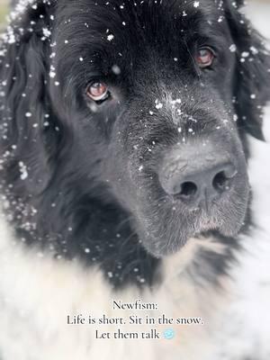 Newfism: life is short. sit in the snow. let them talk. ❄️ #newfoundlanddog #newfie #newfiesoftiktok #landseernewfoundland #dogsoftiktok #snowdog 