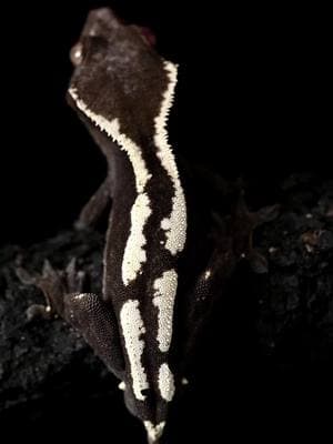 One of the most fascinating aspects of the Highway line is how the gene involved tends to mute the laterals and dorsal as the animals mature. This guy used to have a ton more pattern on his whole body. What morphs and traits do you guys think would work well with Highways?  #crestedgecko #crestedgeckos #crested  #gecko #geckos #crestie #cresties #petlizard #reptiles #geckos #herps #gecko #exoticpets #correlophus #ciliatus #correlophusciliatus #eyelashgecko #crestedgeckobreeder #petreptile