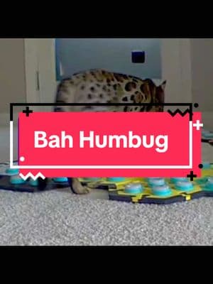 #floundercat #floundermeatloaf #flounderkitty #bengalcat #ocelot #leopardcat #catsoftiktok #bengalcatsoftiktok #bengalcatlove #purrmaid #fikitheislandcat #talkingcat #catsthattalk #petsthattalk #talkingpets #bahhumbug 