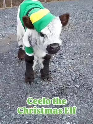 INSTEAD OF ELF ON A SHELF, IT'S CEELO THE CHRISTMAS CALF! HE'S ALWAYS WATCHING WHAT YOU ARE DOING TO REPORT TO SANTA! AND THE REST OF THE YEAR, HE'S THE FUNNY, HAPPY CALF AT THE FARM WHO LOVES ATTENTION!! Come and see for yourself, schedule a tour today! Text or call 914-262-4737 to schedule a tour.  Tours are by reservation only! See "What Life's like on The Other Side of the Fence". Visit us at www.elkravinefarm.com #Buddytheelf  #trending #Christmas #savesoil #cowcuddling #fluffycows #farmtour #cows #cutebaby #daytrip #elkravinefarm 