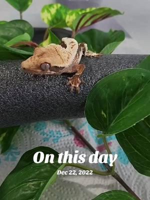 He's still obsessed with his bugs 😆 #onthisday #crestedgecko #crestedgeckos #crestedgeckosoftiktok #crestedgeckobreeder #gecko #geckos #geckosoftiktok #geckobreeder #reptile #reptiles #reptilesoftiktok #reptilebreeder #lizard #lizards #lizardsoftiktok #lizardbreeder #pet #pets #PetsOfTikTok #lillywhite #lillywhitecrestedgecko #eyelashgecko #fyp #foryou #foryoupage 