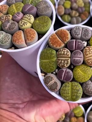 Lithops #terragarden #TikTokShop #lithops #succulents #viral #cacti 