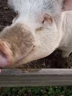 candy cane season 😋 #hercules #pigs #pets #petpigs #pigsaspets #ilovemypig #candycane #christmas #holidays #animals #happy #socute #fyp