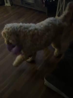 Dexter in his own world last night#funnydogs #loveourfollowers #dexterandotis #petlover #funnydogsvideo #family #boydogs #funnydogsoftiktok #dextereugene #stuffedanimals 