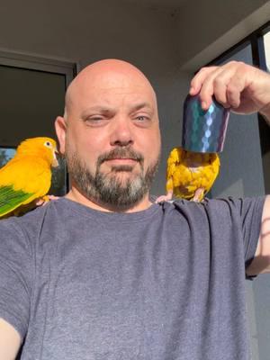 Replying to @Colsen The people have asked for cups, and Mikey delivers. #goldenconure #parrot #conuresoftiktok #conure #funnyanimals 