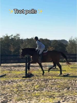 Trot pole work today 🫣 #equestrian #trotpoles #trot #horse #horses #equestrianlife #ridinghorses #horsetok #horsegirl 