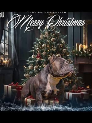 Merry Christmas 🎄#fyp #viral #Abkc #americanbully #rockoblood #pocketbully #brc #icbr #americanbullyofficial #fypシ #extremebulls #americanbullypuppy #americanbullypocket #americanbully_oficial #americanbullylover #bigdogsromania #merrychristmas 