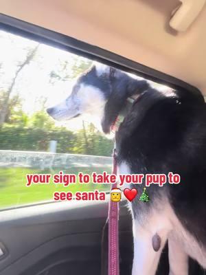 Luna met Santa for the first time and she loved it!!  #fyp #christmas #santa #husky #picturewithsanta #christmascard #florida 