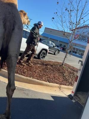 Humphrey goes to tractor supply to spread some Christmas cheer #camel #circlemlivestocksafaripark #safaripark #tractorsupply 