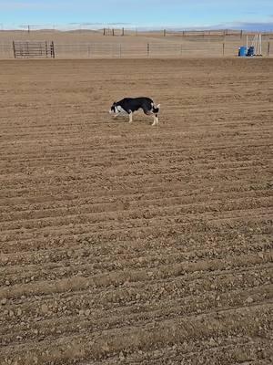 Notch his first taste of working a single  #workingdogs #wyoming #stockdogs #sheep #dogsofttiktok 