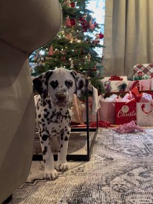 Baker Boy aka Baked Beans aka Beans aka Beanie Baby 💁🏻‍♀️#wellbredpurebred #dalmatian #akcshowdog #dalmatianbreeder #fyp #foryoupage #puppy #ethicalbreeder #preservationbreeder #AKCDalmatians #christmas 