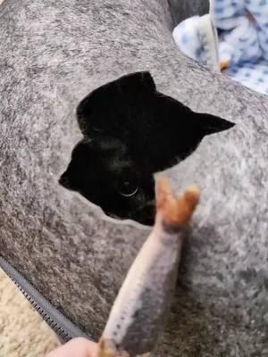 #foxthekitten is #savage from inside his @CATTASAURUS #catcave @THOT SQUAD #blackcat #cat #inkpanther #housepanther #onthisday 