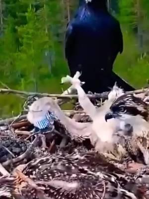 Mother eagle revenge #foryoupage #fyp #viral #trending #wildlife #wildanimals #wild #eagle #falcon #eaglechicks #eaglenest #crow #revenge