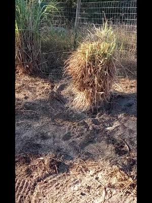 Mission accomplished! 🌱 Today, I dug up a thriving chunk of lemongrass, carefully divided it, and gave each piece a fresh start in its new home. Excited to watch them take root and flourish again! #farming #agriculture #farmlife #farmtok #organicfarming #homesteadlife #urbanfarming #sustainablefarming #gardening #herbalism #permaculturefarm #growyourownfood #fruitforestfarm #permaculture #growyourfood #blackwomenfarmers #fruitforestorganics #soulbotanicalfarms 