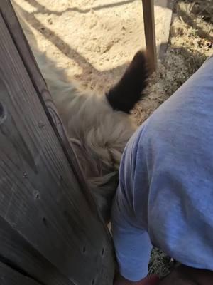 #helper #buddy #bull #farmwork #daddysboy #spoiled #play #dun #cute #pets #farmlife 