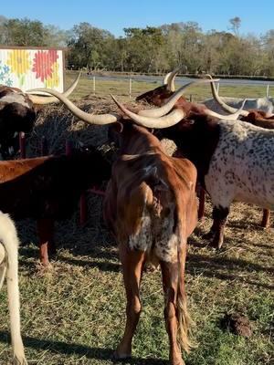 How many longhorns fit around a hay bale? Guess it depends on their horn size! lol! 🐮 https://www.circleofsevenlonghorns.com/ #texaslonghorncattle #longhorncattle #ranchlife #houstontx