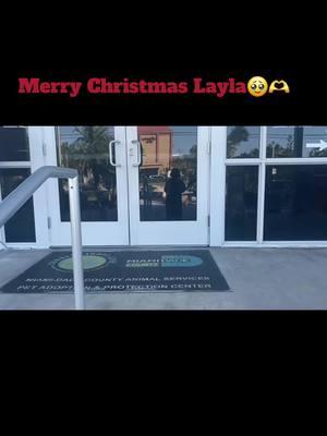 ❤️🐾🥹 LAYLA HAS BEEN RESCUED BY HUMANS AND ANIMALS UNITED! Please honor pledges via PayPal at haauinc@gmail.com or via Venmo at humansandanimals-unitedinc or via Zelle at 8137631199 Merry Christmas Layla. We want to tell you that people all over the world gathered together to save you. We are your rescue yes but there is so much more that happens behind the scenes. You have people online who love you and have helped us save you. All of us wanted to make sure we gave you a Christmas miracle.❤️ Our girl has been taken to the vet where she will remain until cleared medically to go to her foster home. Surgeries will be scheduled to remove the masses ans give her the best chance at a life where she will know she is loved and protected.  ❤️🐾 MERRY CHRISTMAS TO YOU ALL AND HAPPY HOLIDAYS! Thank you yet again for jumping right in when we posted to save her. Together we have created the most beautiful miracles for so many dogs. We are honored and thankful to be the rescue that you trust and work with.  Her story🥺 🚨‼️ BEING EUTH ON 12/28 ‼️🚨 Zoom into the photo and take a look at the masses. I can't even imagine the pain she is in. Her name is Layla and she deserves to have a Christmas miracle! Would you help us please? 🥺 Needs immediate medical attention. Super sweet small terrier with multiple masses. One is large open, infected, and necrotic painful on mammary chain that will need surgery ASAP. She still has great appetite. Recc private DVM. LAYLA #A2650901 Miami Dade Animal Service #humansandanimalsunited #rosafond #haau #Humansandanimalsunited #rescuedoneright #rescuedogs #miami #MDAS 