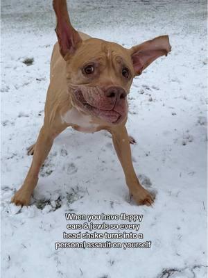 The slo-mo really emphasizes the flaps lol #dogsoftiktok #mastiffmix #happyholidays #fyp #mutts #snow #snowdogs 