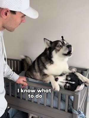 Blue will do what it takes to get his top bunk 😤 #dogsoftiktok #dogsoftiktokviral #dogs #husky #huskies #funny 