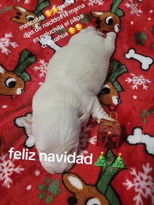 #navidad#llego #mascotas#bellas#viralenminutos😍🇳🇮🇺🇸 #parattiktok #ternuritas#chiquitas#hashtag #amigostiktok #paratiiiiiiiiii ##belleza #perritos#viralenminutos😍🇳🇮🇺🇸 #parattiktok #adorable#amante#alos#perritos#viralenminutos😍🇳🇮🇺🇸 #parattiktok #paratiiiiiiiiii 