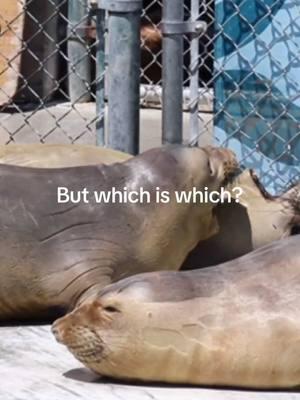 💚Seals vs. 💖Sea Lions - Do you know the difference? Here’s a general guide:⁠ 💚Seals: Galumph (yes, that's the term) on their bellies, and no visible ear flaps, snorts or grunts⁠ 💖Sea Lions: 'walk' on land, and have visible ear flaps, barks loud⁠ .⁠ .⁠ .⁠ #marinemammalcarecenter #mmcc #marinemammalcarecenterlosangeles #ocean #conservation #savetheocean #wildlife #seal #seals #animals #animal #sealion #sealions #savetheseals #elephantseal #elephantseals #animalrehab #savetheplanet #oceanconservation #wildlifeconservation #wildliferehabilitation #wildliferehab #wildlifeveterinary #wildlifevet #animalrehabilitation #losangeles #california 