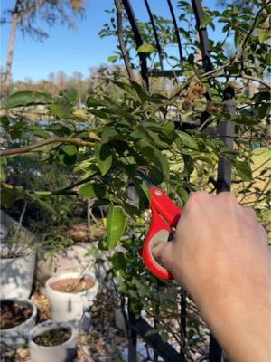 Heavy on the “making piles” and now onto chaotically deadheading 50 rose plants. Just a friendly reminder that if I can do this, you can too 🫶 #gardentok #flowertok #cutflowers #gardenproject #cutflowergarden #gardengirl #floridamom #rosecare #rosegarden 