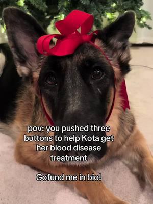 #gofundmehelp #pets #foryoupage #helpkota #helpmeplease #gofundme #donationsneeded #donationsacceptedandappreciated #germanshepherd #share #help #helpme #donationsaccepted #save #cure #fypage #fyp #gofundmehelp 