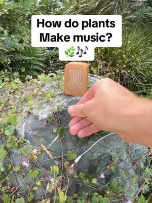 How do plants make music? How does PlantWave work? PlantWave works by measuring changes in electricity of a plant, graphing it as a wave, translating the wave’s frequency to pitch and routing the pitch to control instruments.   Where do you get PlantWave? From us, of course! We recently ran out but do have them for preorder online. When we are back in stock, we will also have them back in our TikTok shop. PlantWave is so popular that it often sells out, so be sure to follow us and while you’re at it, go to our profile and hit that little bell in the top right corner to ensure you’re notified when we post.  Enjoy the music!  #plantwave #science #calming  #plantmusic #calmtok 