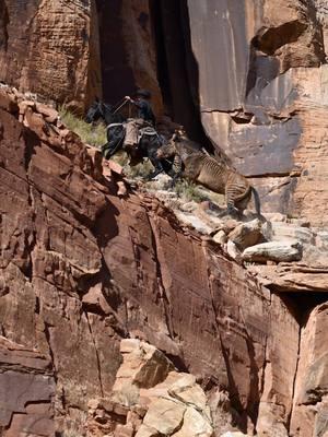 Loose Rock makes for a difficult climb #horsesoftiktok #mustanghorse #zorse #cowboy #horses #blmmustang #fyp 