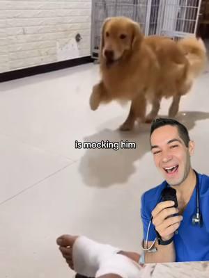 An Oscar-worthy performance 🤣 #dogs #funnyanimals #pets #injury