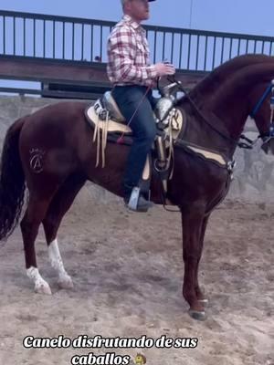 Canelo Disfrutando De Sus Caballos 🐴 #boxing🥊 #campeon #caballos #canelo #canelo #caneloalvarez #jalisco #caballosbailadores #fyp 