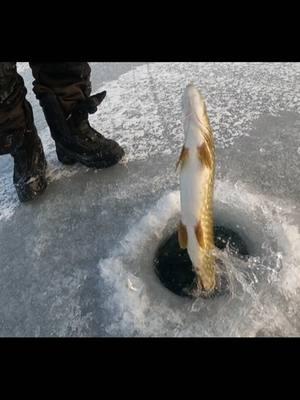 Usen de carnada shinners o bluegill funciona bien #pike #navida #navidadentiktok #pesca #bluegill #icefishing #denver #denvercolorado #regalos #videoviralitiktok #hielo #frioooooooo🥶🥶🥶🥶🥶 #alaska #artic #paratiiiiiiiiiiiiiiiiiiiiiiiiiiiiiii #fyp #gratis 