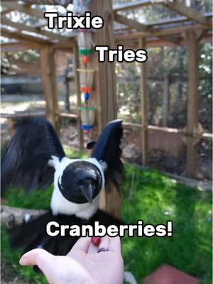 Trixie the crow tries cranberries! Do you think she eventually ate them? Or just hid them around her aviary? 😆 #funnyanimals #cuteanimals #crow #crows #birds #bird #birdphotography #birdlovers #birdwatchers #birdwatching #birdwatcher #birds #wildlife #enrichment #wildanimals #wildnature #capcut#CapCut 