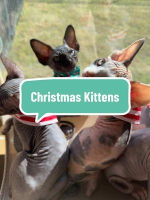 Thr P and Q Babies are all ready for Christmas! They can’t wait for Santa to come! 🖤 #christmas #christmaskittens #calico #fy #fyp #fypシ゚ #foryou #sphynx #foryoupage #spyhynxtok #sphynxkitten #sphynxcat #floridasphynx #kitten #sphynxmom #orlando #disney #nuggets #sphynxoftiktok #catsoftiktok #kittensoftiktok 