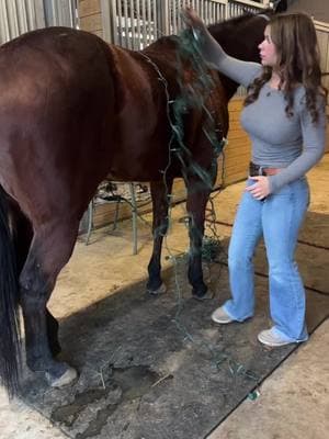 POV: you don’t have a truck 😭#horses #lights #fein 