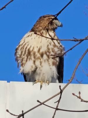 Hunter & Prey #chamanismo #chaman #guaraguao #hawk #shamanism #shaman #spiritanimals #nahual #totum #animalguides 