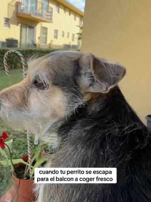 ella se va sin permiso #isabelastiktok #parati #fyp #dogsoftiktok 