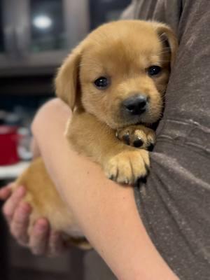 Obsessed with him 🥹 #bartonlabradors #montana #littlebear #specialpuppy #bartonlabs #englishlabrador #englishlab #labpuppies #tiny 