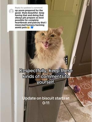 Replying to @upslows update on biscuit #nashville #lostcat #lostpet #missingpet #missingcat #missing #catmom #orangecat #nashvilletn #middletennessee #tennessee #catmom #cats #orangecatsoftiktok #cattok #foryou #fyp #fy #help 