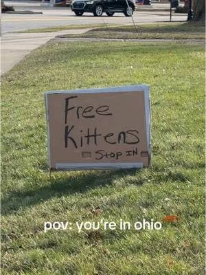 only in ohio #kittens #ohio #kittensoftiktok 