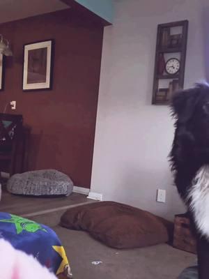 #CapCut #australianshepherd #aussiesdoingthings #aussiepuppy #fetchingdog #flyingdog #dogsoftiktok #letsdoit #fyp #trending 