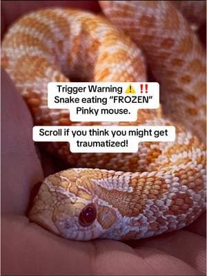 Replying to @Skinenbones you mean issues with the dnake eating or me needing thearpy after? 😩 I love snakes but the feeding part of it is a little traumatizing for me considering I have a pet mouse however, noodle has to eat and they are picky eaters so I was very happy that he willingly took the frozen mouse, but yeah, not my favorite thing to do. But its the reality of snake ownership 😂 ##hognose##snake##snakesoftiktok##snakes##hog