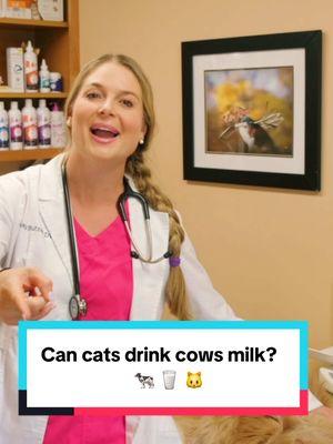 🔗👆 CLICK THE LINK IN MY BIO TO WATCH THE FULL VIDEO! ⁉️ Should Cats drink Cows Milk!? 🐄 🥛  👩‍⚕️ I got this video idea from my husband leaving plates of milk out for our Ragdoll cats! He grew up on Disney movies and his parents were not veterinarians and he only had one cat the myth that cats enjoy drinking cows milk is so common I had to bust it!  👇 Comment below if your cats enjoy milk and how their tummies handle it!?  #Cats #catsdrinkingmilk #catsdrinkingcowmilk #cowmilkforcats #cowsmilk #milk #gotmilk #youtuber #animals #pets #catsoftiktok #cattreats #catfood #veterinarian #vetmed #vetschool #kittens #kitten #cutecats #cateducation #catbehavior #catlove #catlovers ##kittensoftiktok #disneycats #aristocats #disneycat